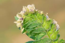 Attēlu rezultāti vaicājumam “Hyoscyamus niger fruit”