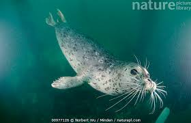 Image result for Phoca vitulina