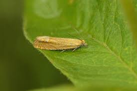 Attēlu rezultāti vaicājumam “Lathronympha strigana”