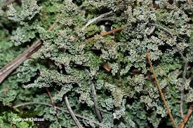 Attēlu rezultāti vaicājumam “Cladonia squamosa”