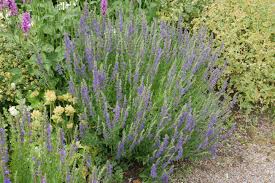 Image result for Ysop