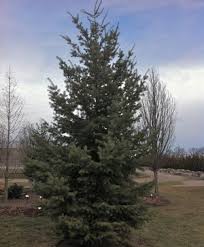 Attēlu rezultāti vaicājumam “Pseudotsuga menziesii var. glauca”