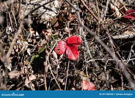 Attēlu rezultāti vaicājumam “Fragaria viridis leaf”