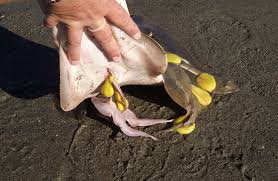 Image result for Acroteriobatus blochii