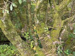 Attēlu rezultāti vaicājumam “Lejeunea cavifolia”