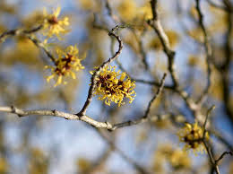 Attēlu rezultāti vaicājumam “Hamamelis mollis flower”