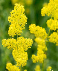 Attēlu rezultāti vaicājumam “Galium verum leaf”