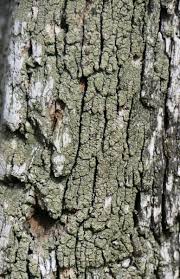 Attēlu rezultāti vaicājumam “Lecanora conizaeoides”