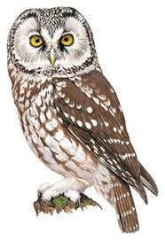 Image result for Aegolius funereus