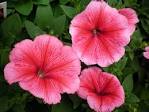 Description: <b>Petunias</b> have