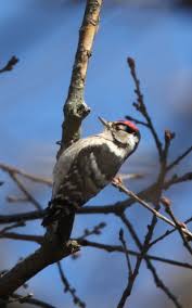 Attēlu rezultāti vaicājumam “Dendrocopos minor male”