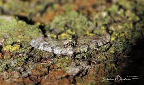 Attēlu rezultāti vaicājumam “Chloroclystis v-ata”