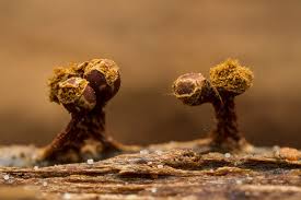 Attēlu rezultāti vaicājumam “Trichia ambigua macro”