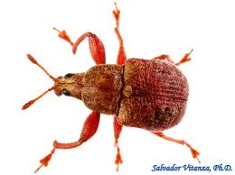 Attēlu rezultāti vaicājumam “Attelabidae”