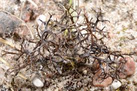 Attēlu rezultāti vaicājumam “Cetraria aculeata”