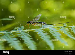 Attēlu rezultāti vaicājumam “Ichneumonidae imago”