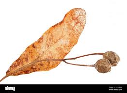 Attēlu rezultāti vaicājumam “Tilia platyphyllos Laciniata fruit”