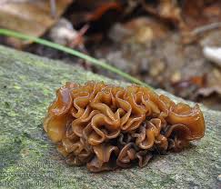 Attēlu rezultāti vaicājumam “Tremella foliacea”
