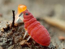 Attēlu rezultāti vaicājumam “Collembola”