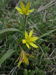 Attēlu rezultāti vaicājumam “Gagea lutea”
