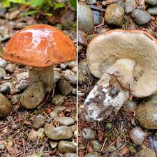 Attēlu rezultāti vaicājumam “Leccinum aurantiacum”