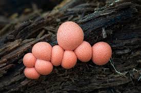 Attēlu rezultāti vaicājumam “Lycogala sp.”