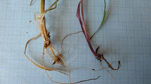 Attēlu rezultāti vaicājumam “Hordelymus europaeus leaf”