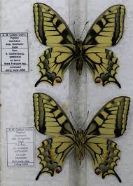 Attēlu rezultāti vaicājumam “Papilio machaon upperside”