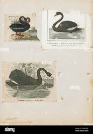 Attēlu rezultāti vaicājumam “Cygnus atratus”