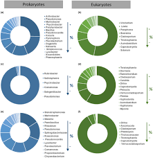 Attēlu rezultāti vaicājumam “Petractis sp.”