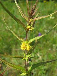 Attēlu rezultāti vaicājumam “Melampyrum sylvaticum”