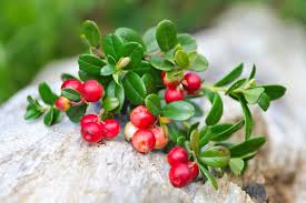 Attēlu rezultāti vaicājumam “Vaccinium vitis-idaea fruit”