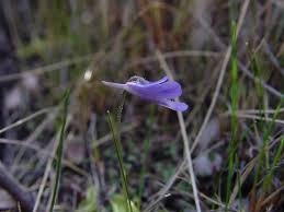 Attēlu rezultāti vaicājumam “Lentibulariaceae”
