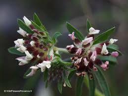Image result for Anthyllis vulneraria