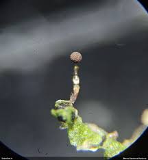 Attēlu rezultāti vaicājumam “Clastoderma debaryanum macro”