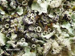 Attēlu rezultāti vaicājumam “Flavoparmelia caperata”