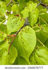 Attēlu rezultāti vaicājumam “Eriophyes tiliae”