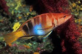 Image result for Serranus atricauda