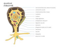 Attēlu rezultāti vaicājumam “Clastodermataceae”