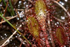 Attēlu rezultāti vaicājumam “Drosera x obovata”