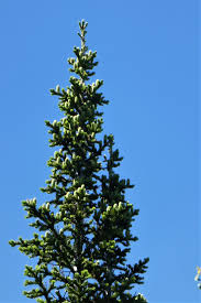 Attēlu rezultāti vaicājumam “Abies sibirica”