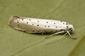 Attēlu rezultāti vaicājumam “Yponomeutidae”