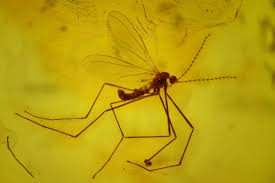 Attēlu rezultāti vaicājumam “Cecidomyiidae”