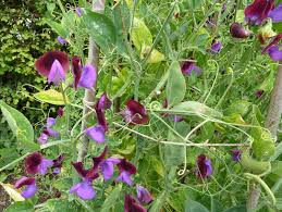 Attēlu rezultāti vaicājumam “Lathyrus”