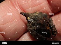 Attēlu rezultāti vaicājumam “Hymenoscyphus fructigenus”