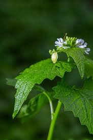 Attēlu rezultāti vaicājumam “Alliaria petiolata flower”