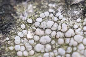 Attēlu rezultāti vaicājumam “Lecanora carpinea”