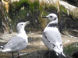 Attēlu rezultāti vaicājumam “Rissa tridactyla”