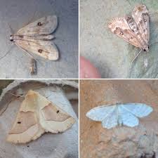 Attēlu rezultāti vaicājumam “Parapoynx stratiotata male”