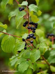 Attēlu rezultāti vaicājumam “Cornus sanguinea fruit”